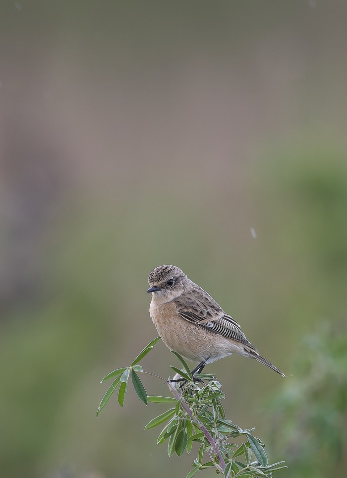 Eastern Stonechat Sp