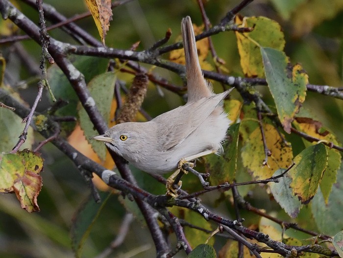 Asian Desert Warbler