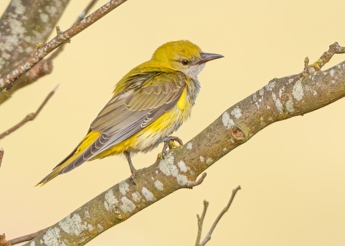 Golden Oriole