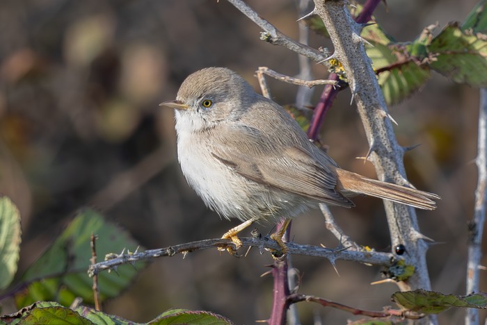 Asian Desert Warbler