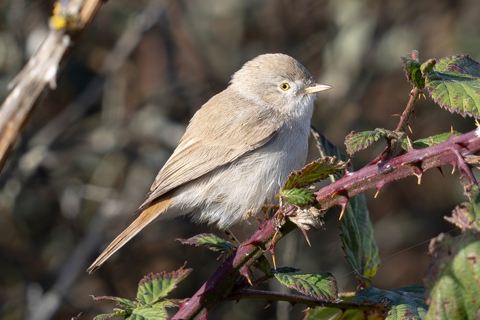 Asian Desert Warbler