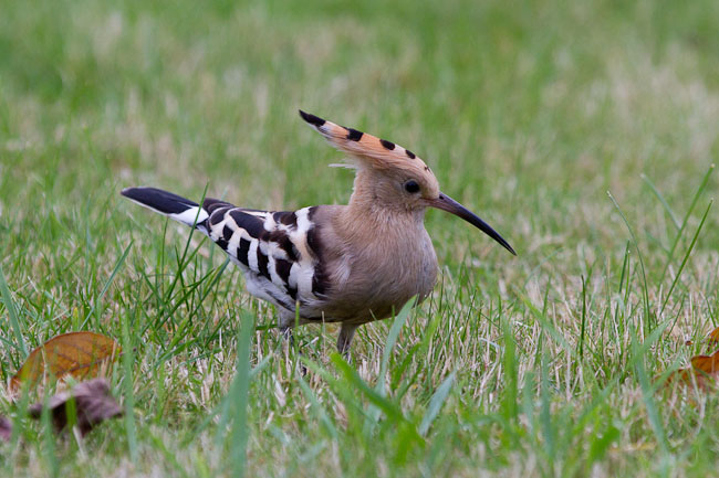 Hoopoe