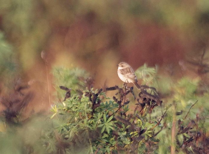 Eastern Stonechat sp