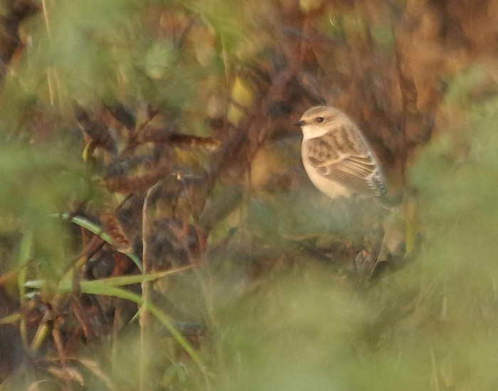 Eastern Stonechat sp