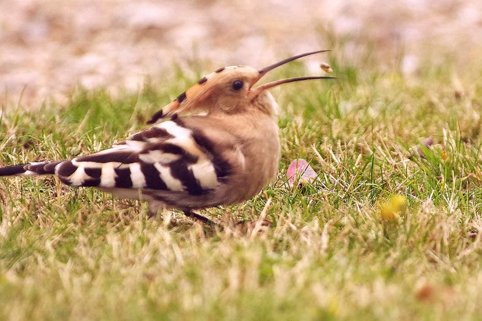 Hoopoe