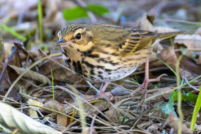 Olive-backed Pipit