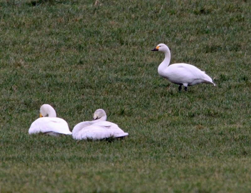 Bewick's Swan