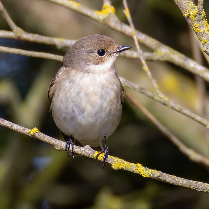 Pied Flycatcher