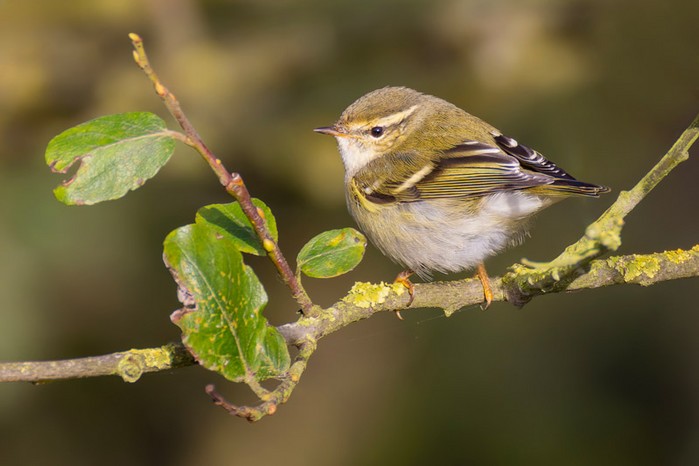 Yellow-browed Warbler