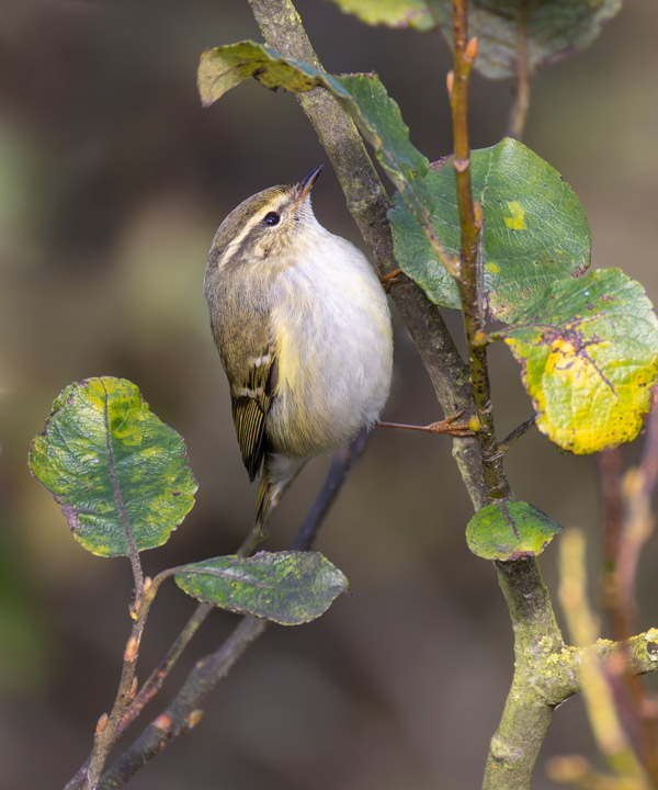 Yellow-browed Warbler