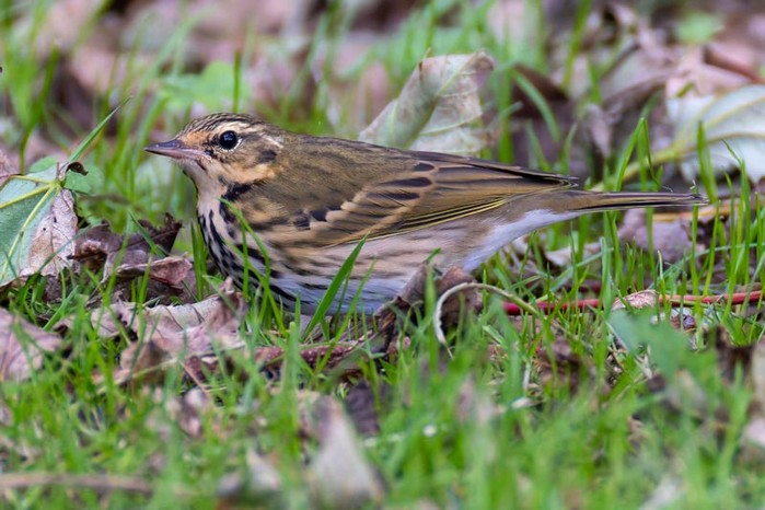 Olive-backed Pipit