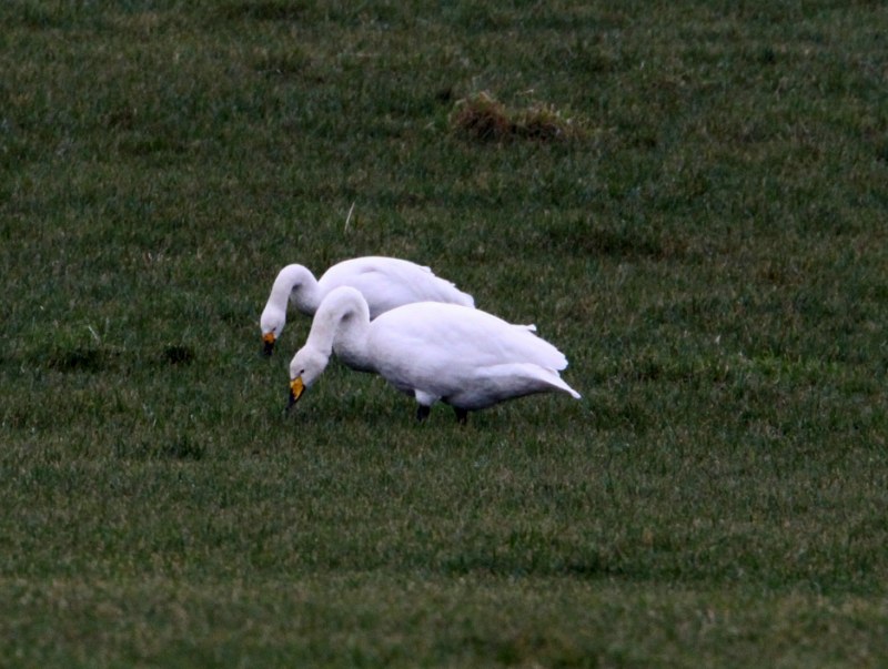 Bewick's Swan