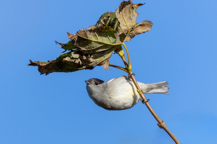Blackcap