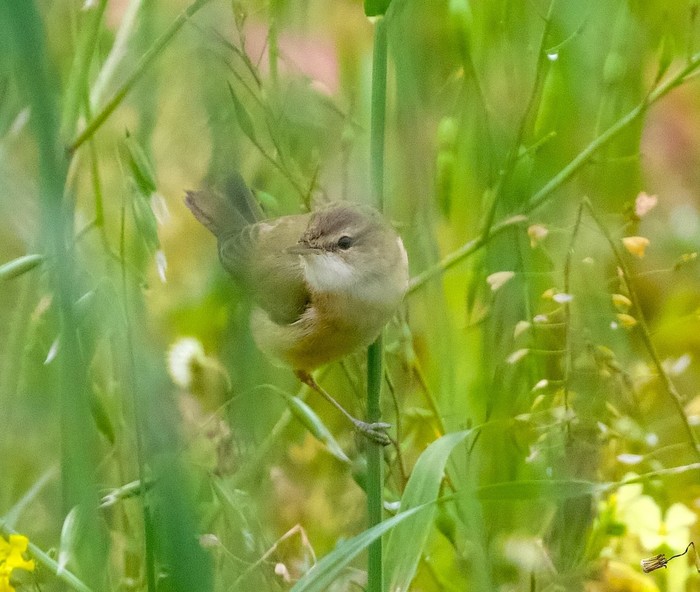 Paddyfield Warbler