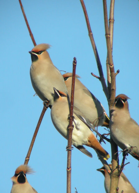 Waxwing