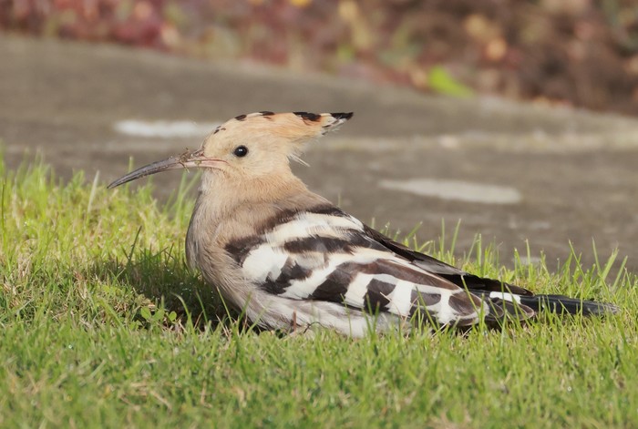 Hoopoe