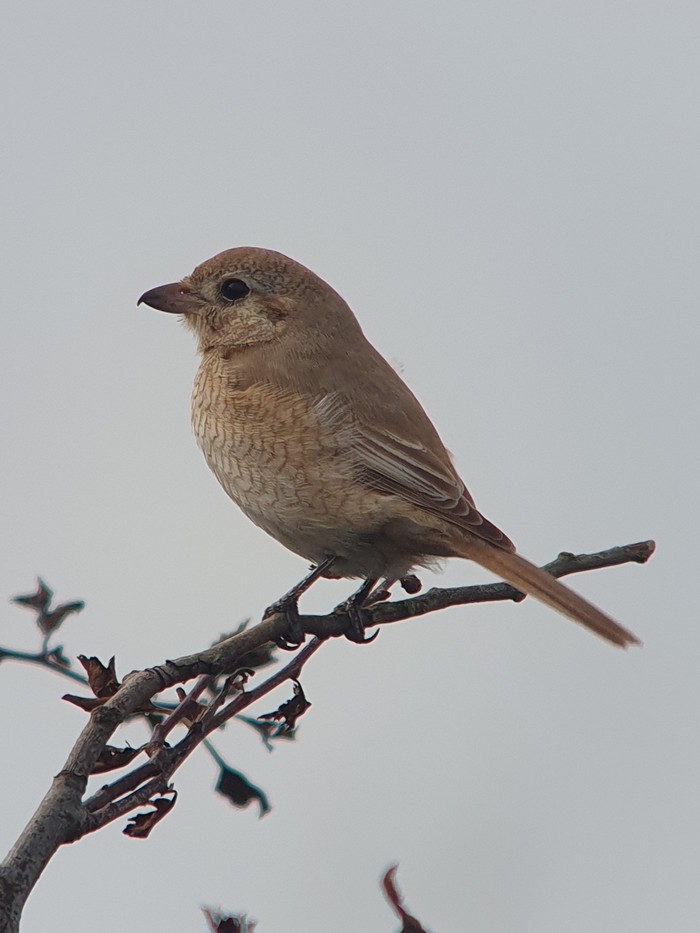 Isabelline Shrike sp