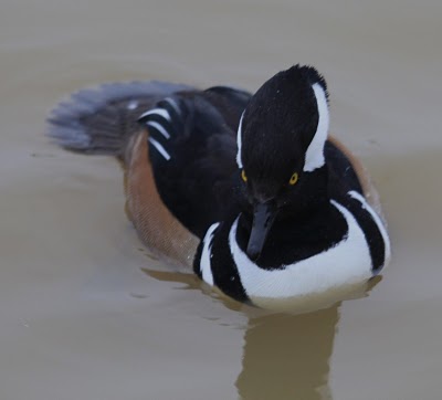 Hooded Merganser