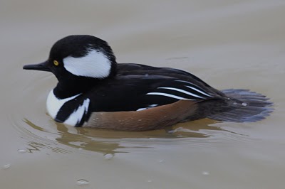 Hooded Merganser