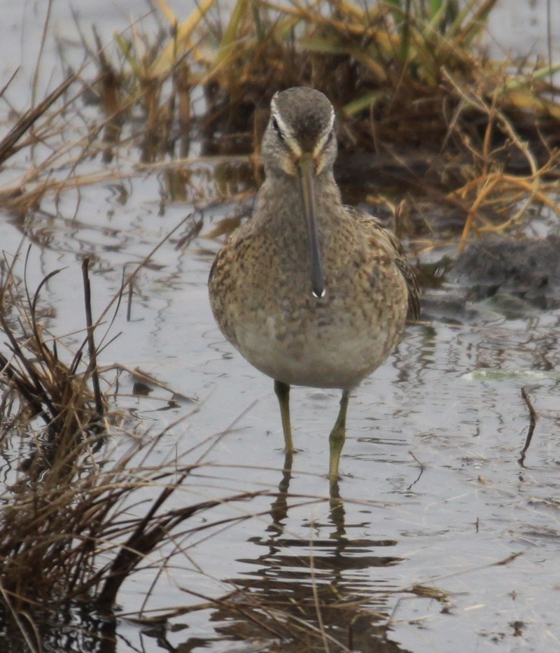 Long-billed Dowitcher
