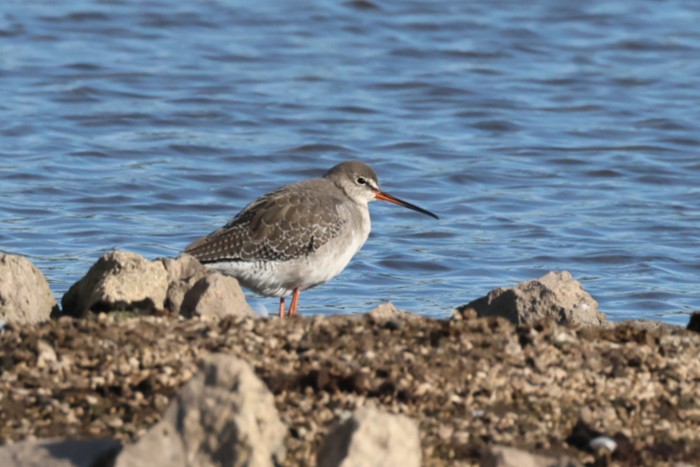 Spotted Redshank