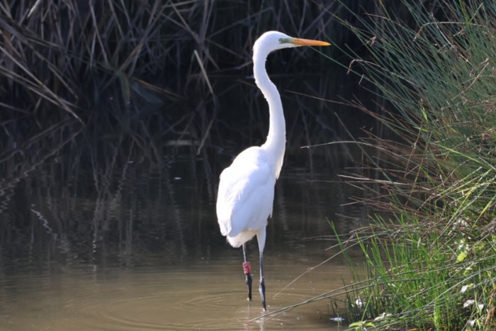 Great White Egret
