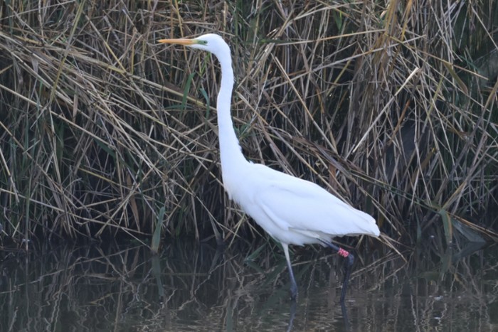 Great White Egret
