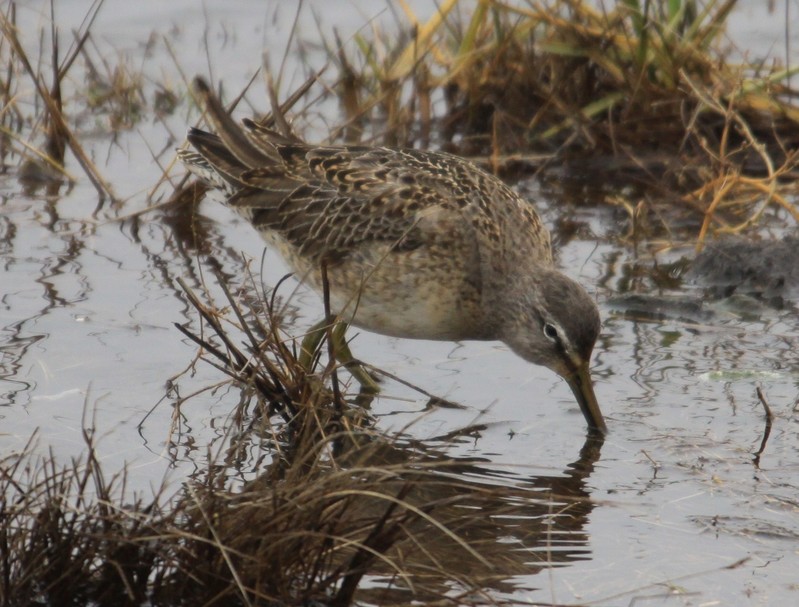 Long-billed Dowitcher