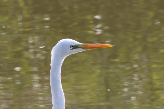 Great White Egret