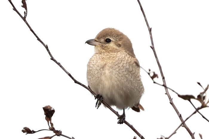 Isabelline Shrike sp