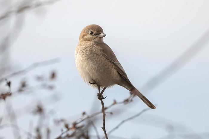 Isabelline Shrike sp