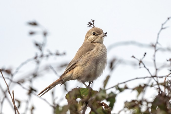 Isabelline Shrike sp