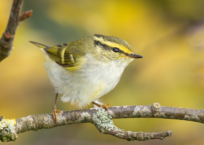 Pallas's Warbler
