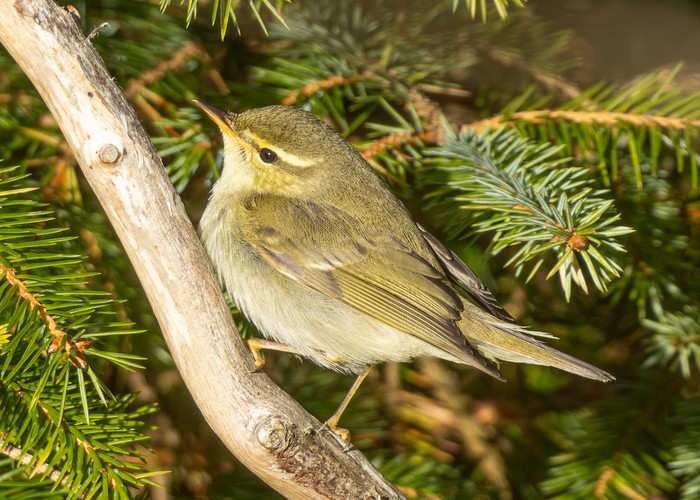 Arctic Warbler