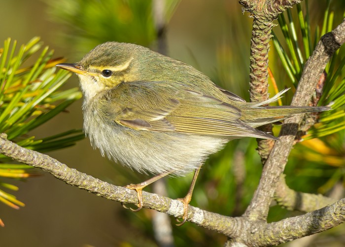 Arctic Warbler