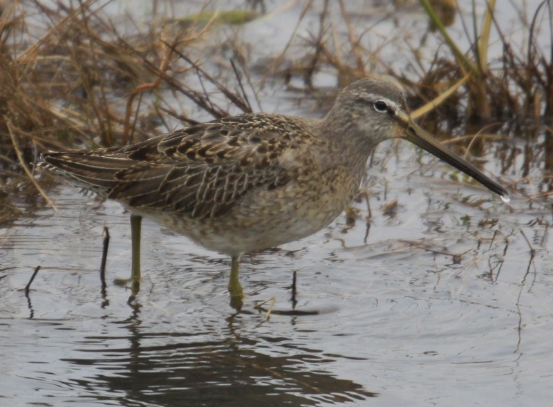 Long-billed Dowitcher