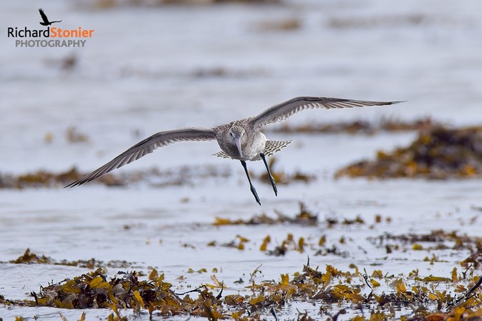 Bar-tailed Godwit