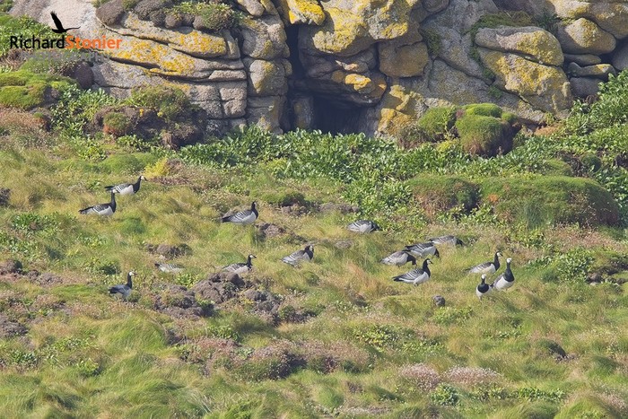 Barnacle Goose