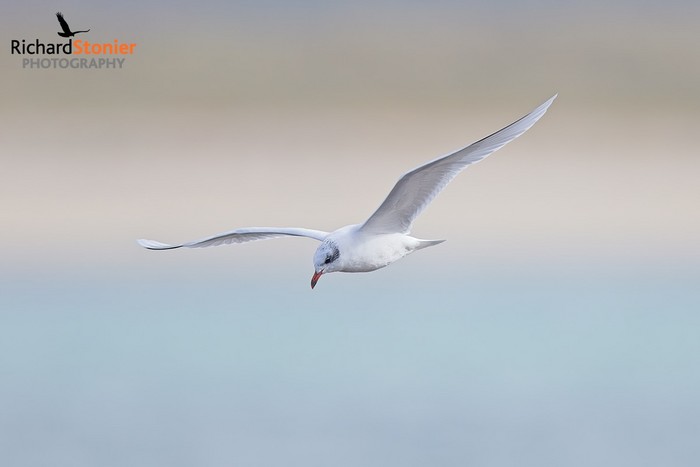 Mediterranean Gull