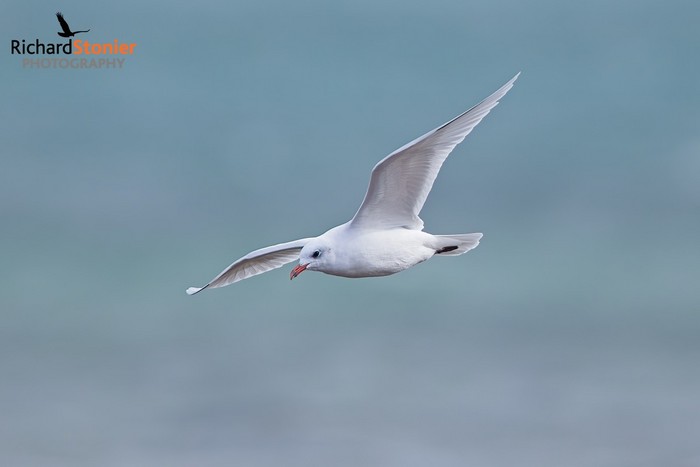 Mediterranean Gull