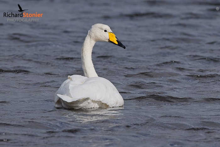 Whooper Swan