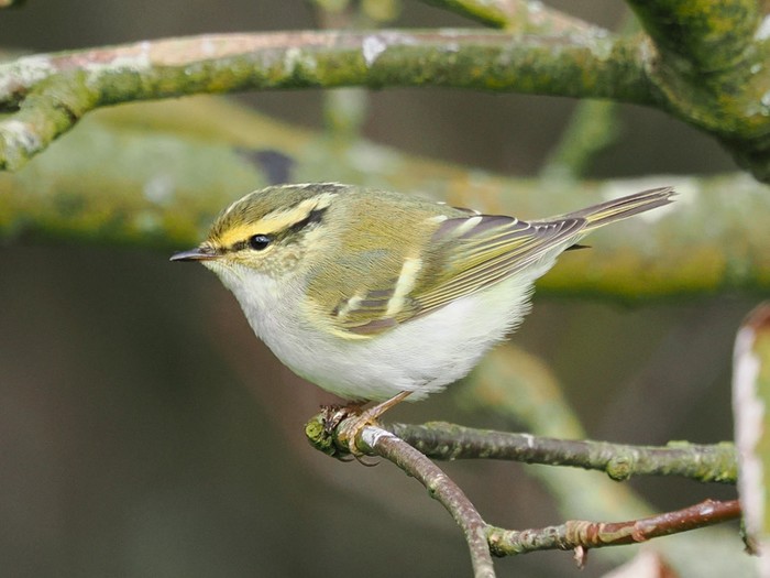 Pallas's Warbler