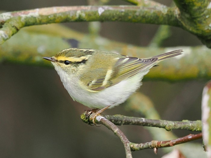 Pallas's Warbler