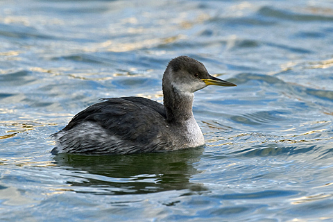 Red-necked Grebe