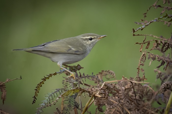 Arctic Warbler