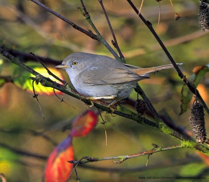 Asian Desert Warbler