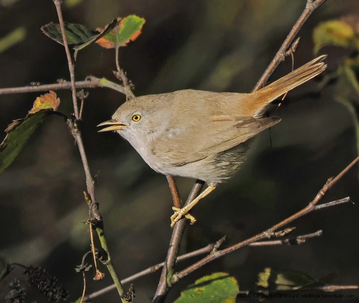 Asian Desert Warbler