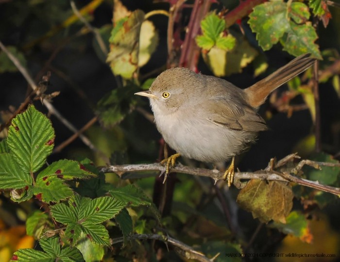 Asian Desert Warbler