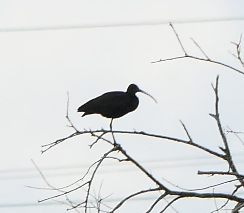 Glossy Ibis