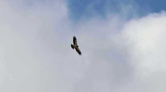 Booted Eagle